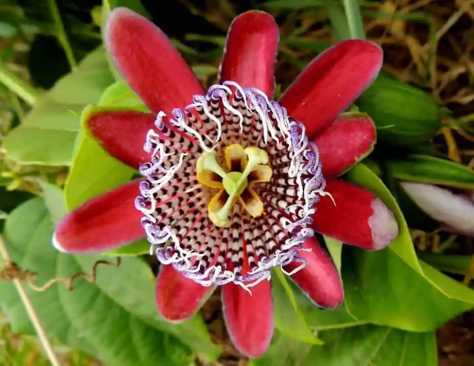 La pasiflora